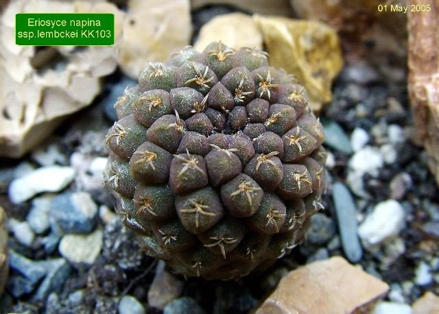 Eriosyce_ napina ssp.lembckei KK103 _01